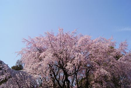 しだれ桜＠六義園