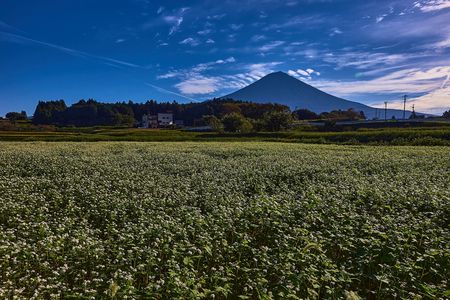 蕎麦の花と富士山