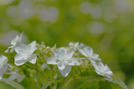 紫陽花_ウエディングドレス