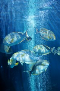 Dancing Fishes