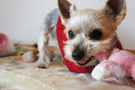 元気いっぱい・・・・の後のお昼寝