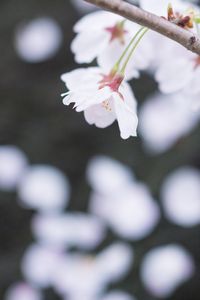桜はなびら