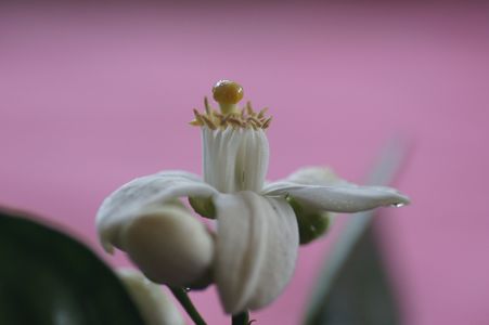八朔の花
