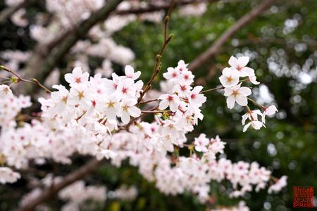 雑踏を離れ、京のさくらを愛でる