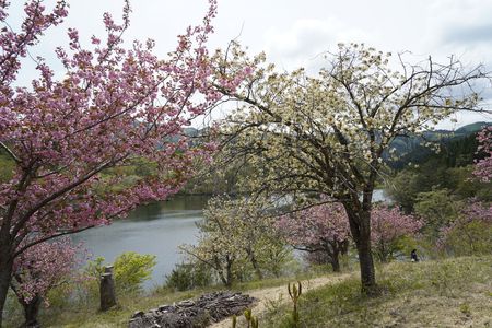黄桜と八重桜
