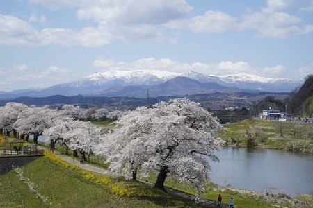 桜と蔵王連峰　#カレンダー2024