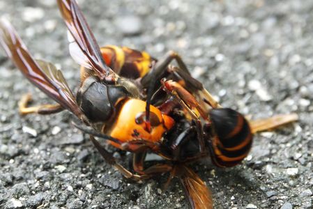 イエローカード