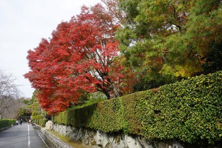 永観堂から近所のバス停へ行きます。