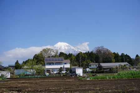 大淵笹場の富士山