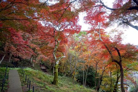 八瀬のモミジの小道