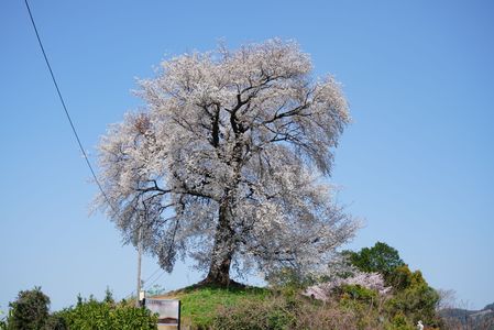 山頂の一本桜