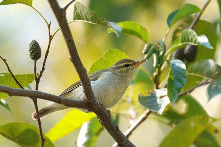 10月の、鳥さん撮り散歩 (^^♪