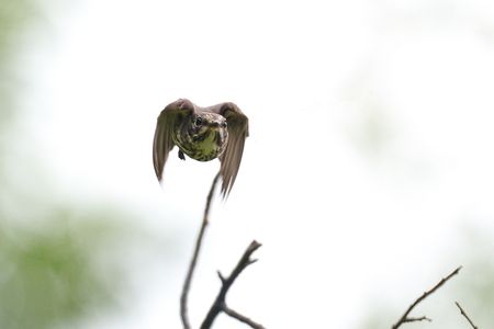 鳥さん撮り散歩 (^^♪