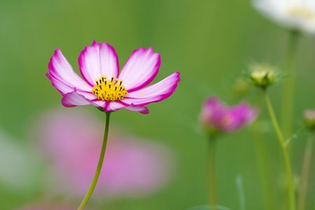 10月の、鳥さん撮り散歩 (^^♪