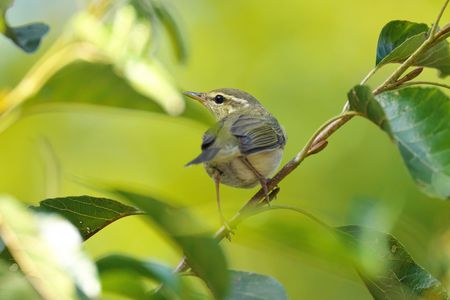 10月の、鳥さん撮り散歩 (^^♪
