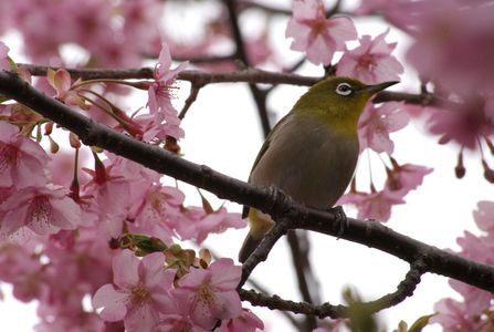伊豆河津桜を見に行きました。
