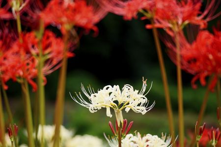 秋を探しに！　彼岸花いろいろ　＠伊勢原市日向地区彼岸花群生地-③