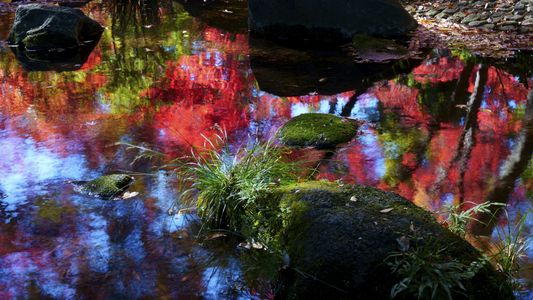 水面も紅葉　＠太田黒公園（東京都杉並区）