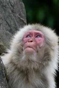 サル山のお猿さんー②　人間っぽい表情のお猿さん