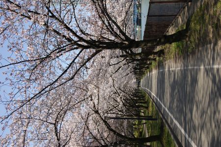 桜トンネル１
