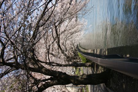 桜トンネル2