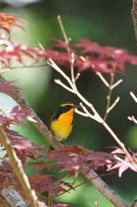 モミジにキビタキ