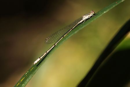 頑張る肉食たち