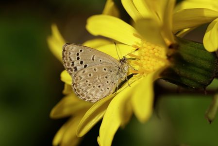 シジミさんのお食事