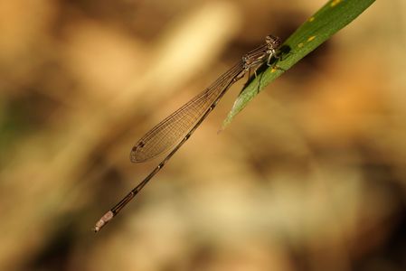 越冬中のイトトンボ