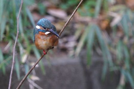 カワセミも大変