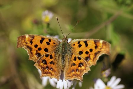 キタテハとキチョウ