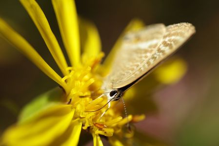 吸蜜接近ショット