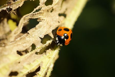 小さな昆虫たち