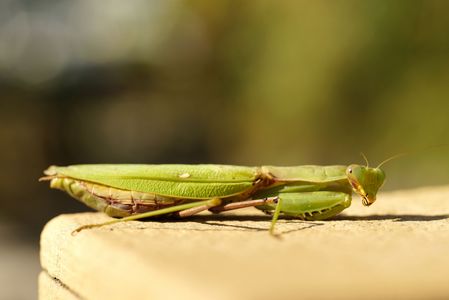 ハラビロの視線