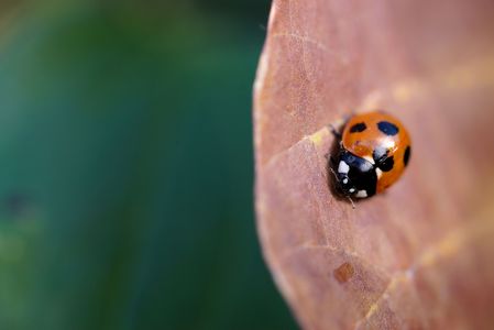 テントウムシ🐞