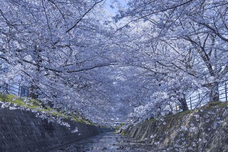 桜回廊_2021_1