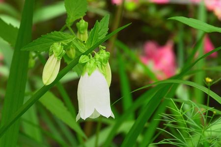 白いホタルブクロ