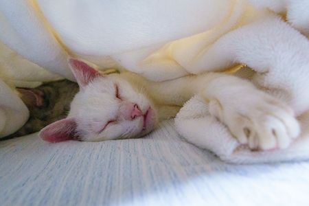 おやすみニャン