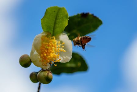 蜜蜂とお茶の花