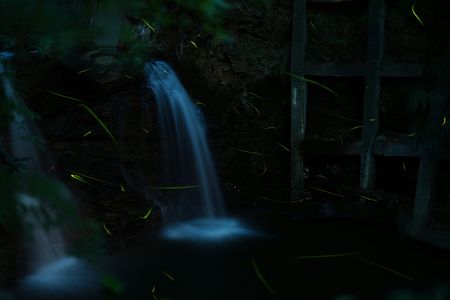 今年のゲンジボタル♪　豊橋市