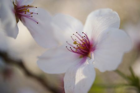 sakura