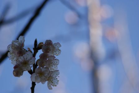 透桜