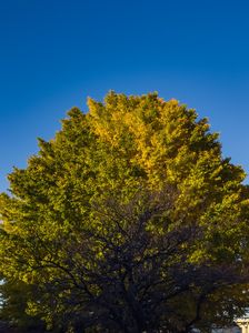 イチョウの巨木