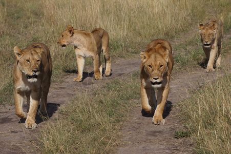 マサイマラのライオン