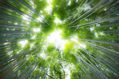 Bamboo forest