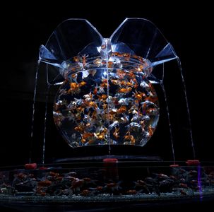 幻想的な金魚鉢