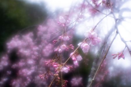 京都御苑枝垂桜