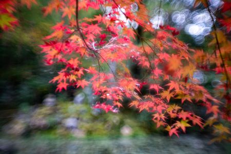 天授庵③　オールドレンズにて