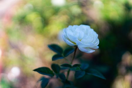 FE35mmF1.4GM　秋薔薇