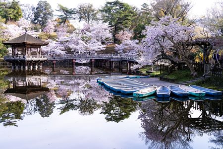 奈良　桜散歩